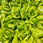 Butterhead Lettuce