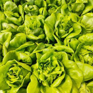 Butterhead Lettuce 250 gms