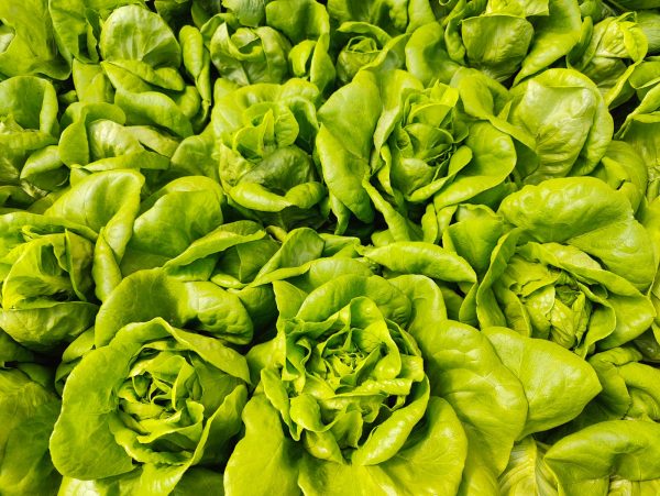 Butterhead Lettuce