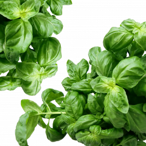 Italian Basil 100 gms