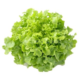 Green Oak Leaf Lettuce 250 gms