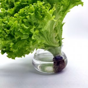 Lollo Bionda Letuce 100 gms