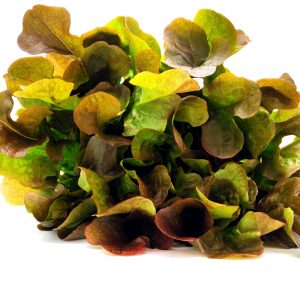 Red Oak Leaf Lettuce 100 gms