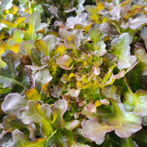 Red Oak Leaf Lettuce 250 gms