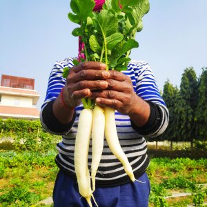 White Radish (Mooli) 500 gms