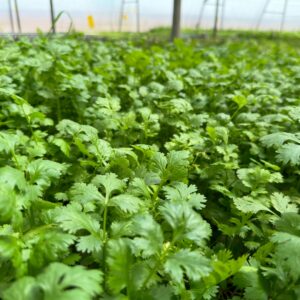 Coriander 125 gms