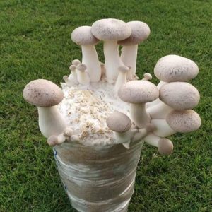 King Oyster Mushrooms 200 gms