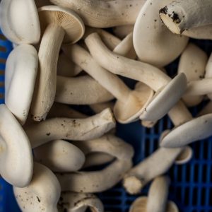 Milky Mushrooms 250 gms