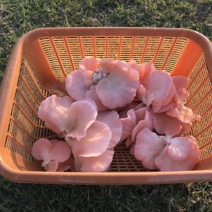 Pink Oyster Mushrooms 250 gms