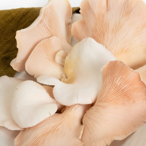 Pink Oyster Mushrooms 250 gms