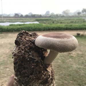 Shiitake Mushrooms 200 gms