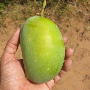 Kesar Mango From Kutch 3 Kgs