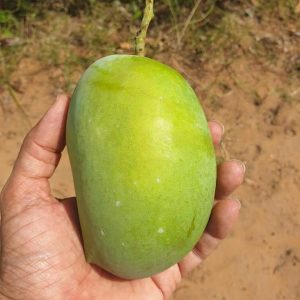 Mango Kesar 1 Kg