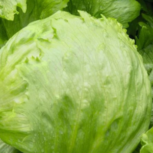 Iceberg Lettuce