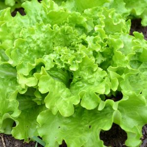Batavia Lettuce 100 gms