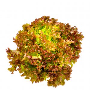 Lollo Rosso Red 100 gms