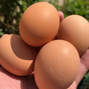 Cage Free Organic Brown Eggs (30 Pcs)