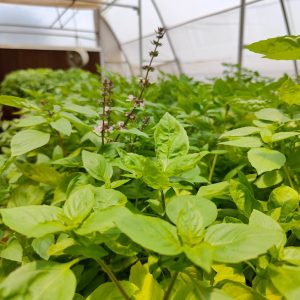 Thai Basil 125 gms