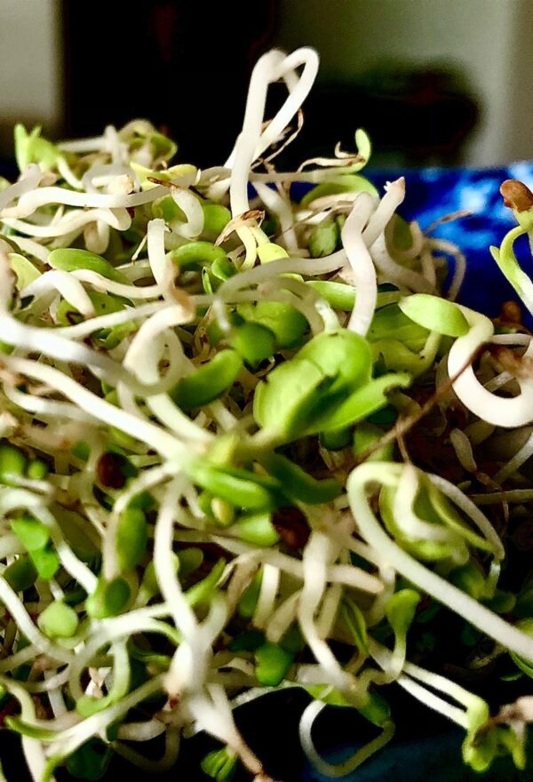 Radish Sprouts 20 gms