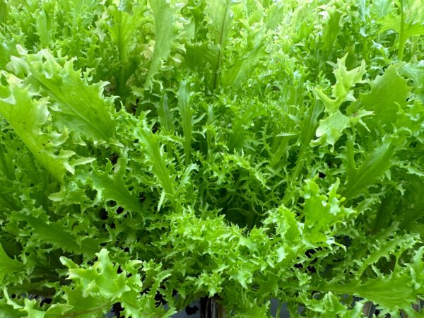 Frisee Endive 250 Gms